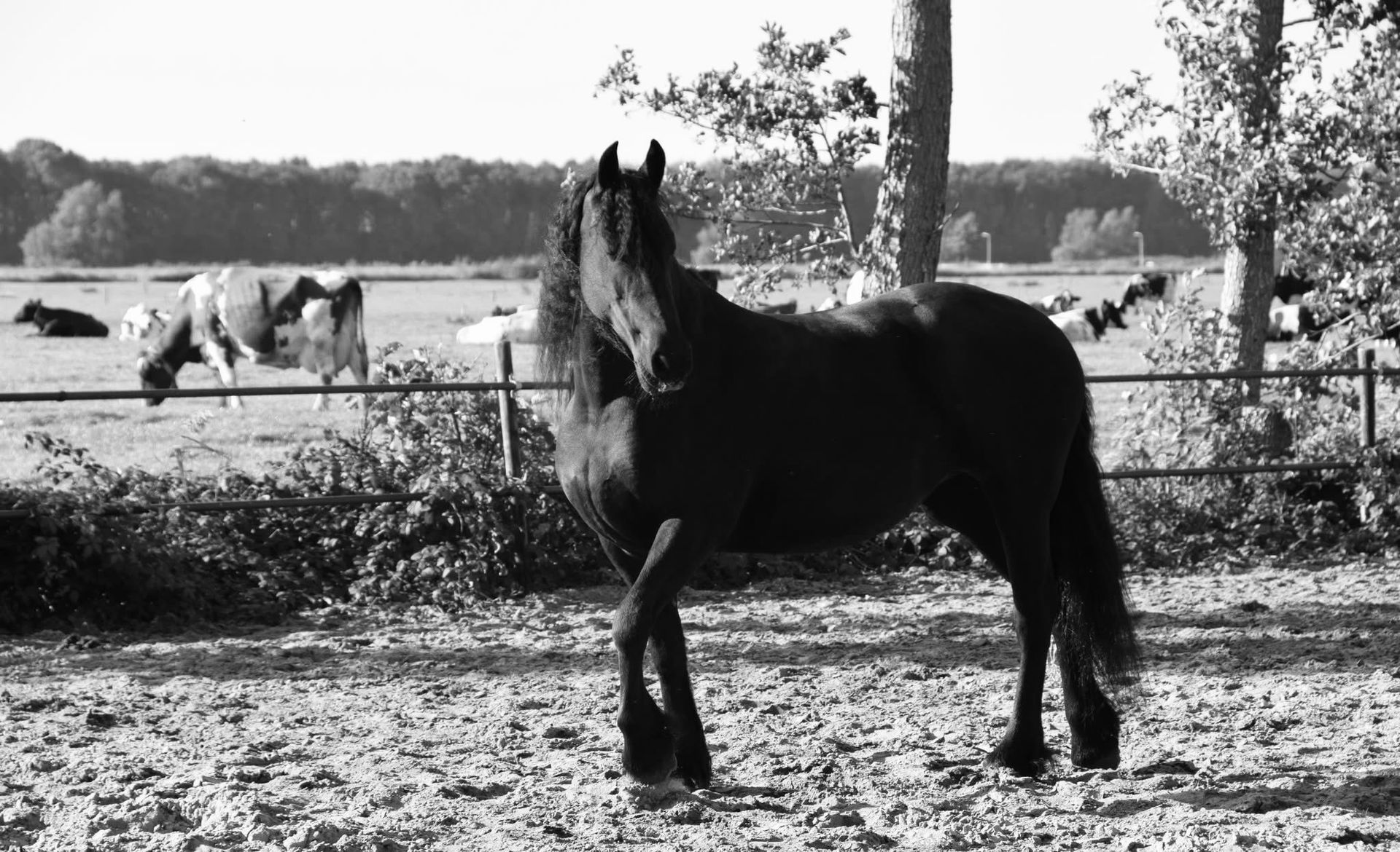 Manuele Lymfe Drainage