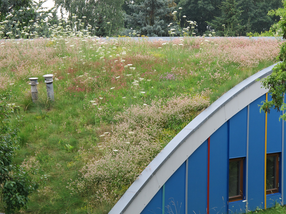 Gründach auf einem geschwungenen blauen Gebäude mit sichtbaren Fenstern, umgeben von Bäumen und Vegetation.