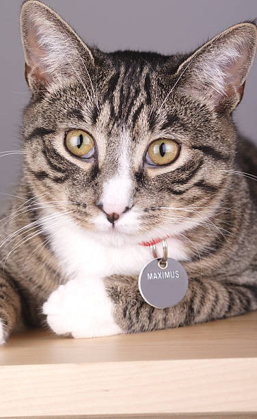 Cat tag - Sole to Sole - Edgeley - Stockport