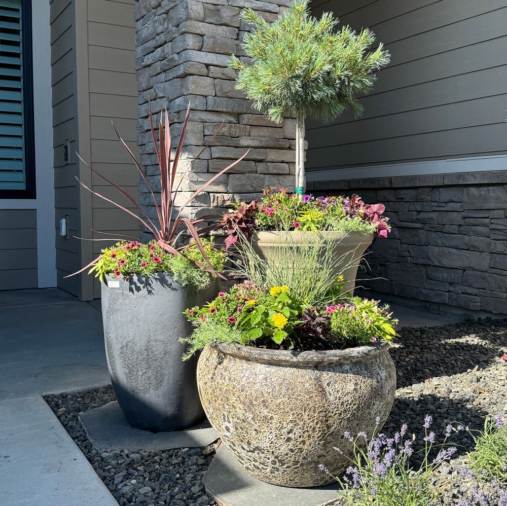 Three potted plants are sitting on the sidewalk in front of a house Three potted plants are sitting on the sidewalk in front of a house