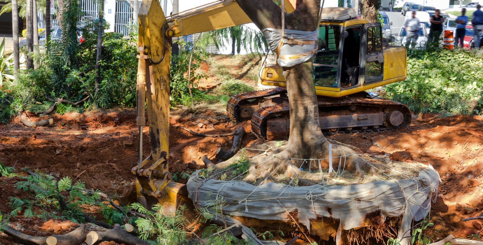 Yellow excavator transplanting a tree. The tree's roots are wrapped. Earth surrounds them. Bright sunlight.