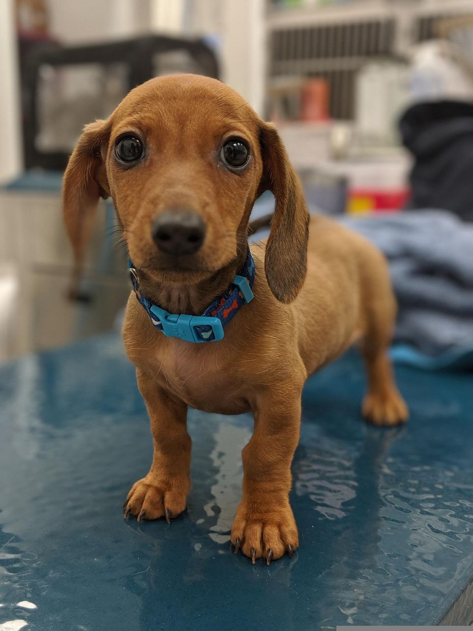 Brown puppy in the vet clinic