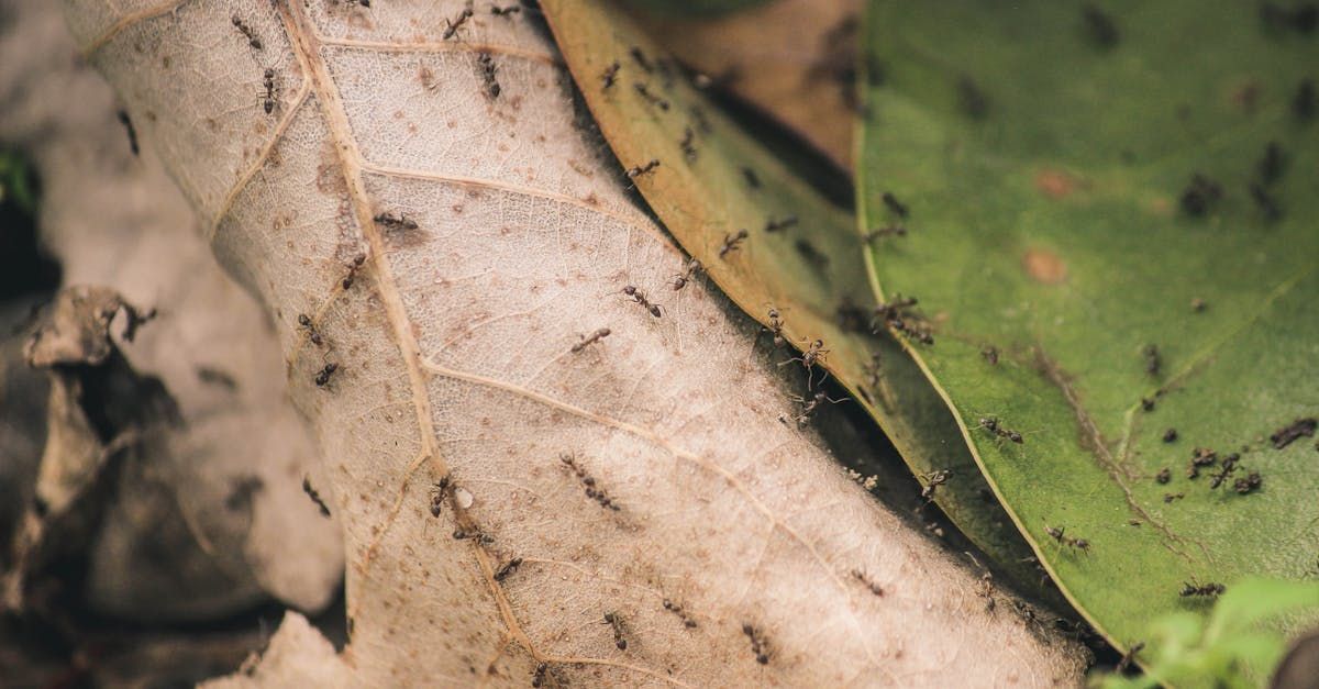 A group of ants are crawling on a leaf.