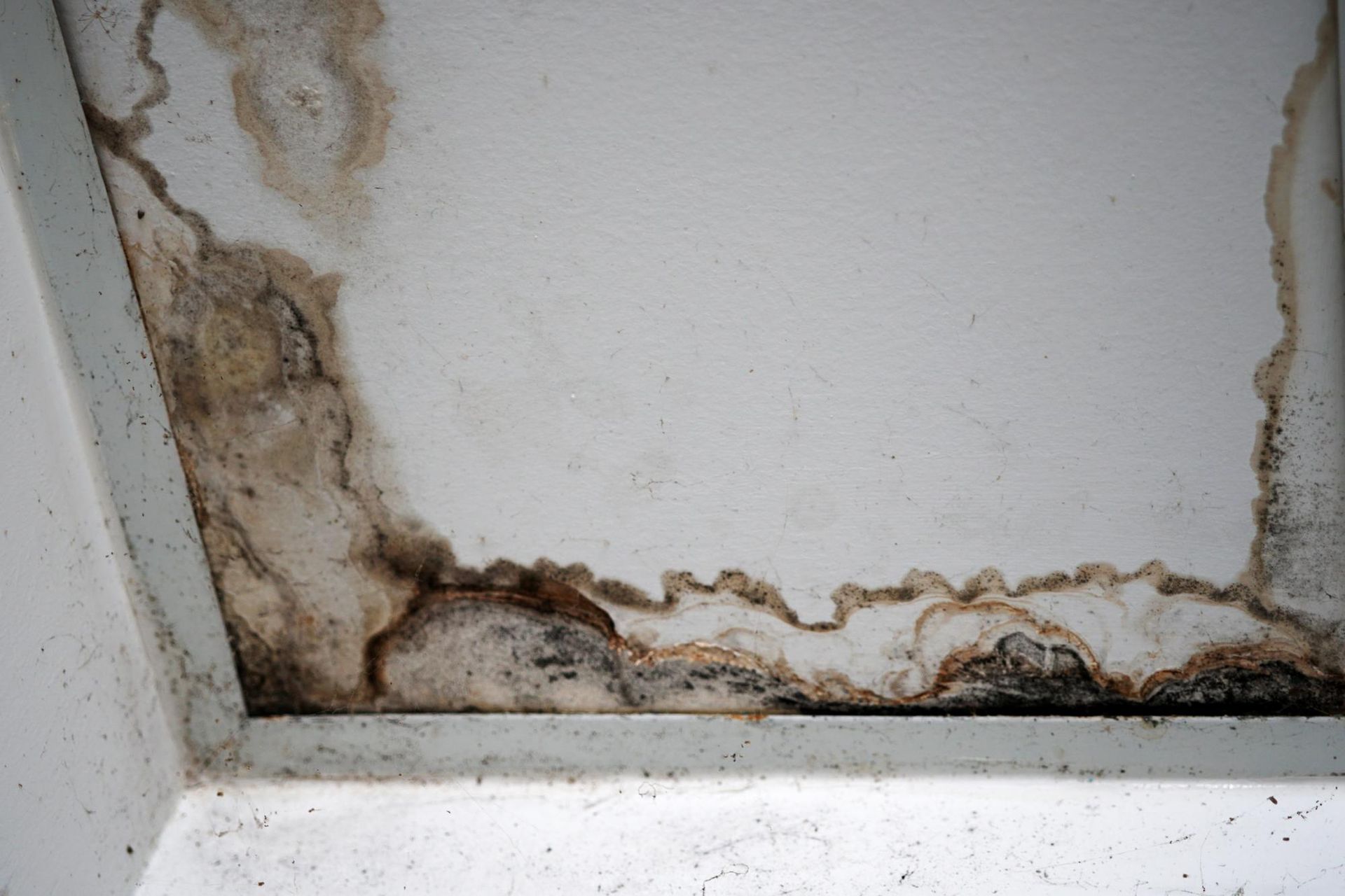 a close up of a white wall with mold growing on it .