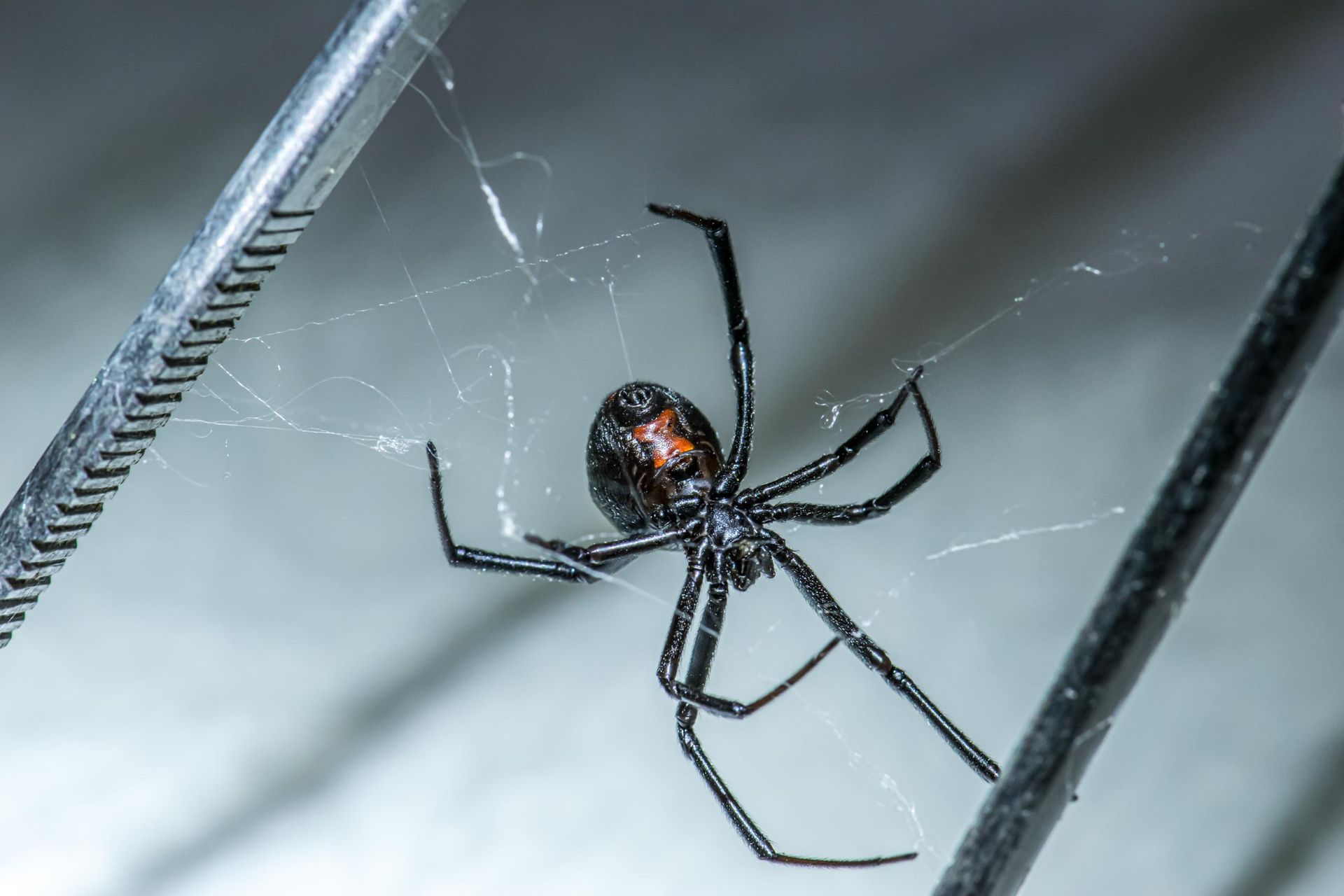 A shiny black widow spider with a faint red mark on its back, hanging in its web between two metallic objects.