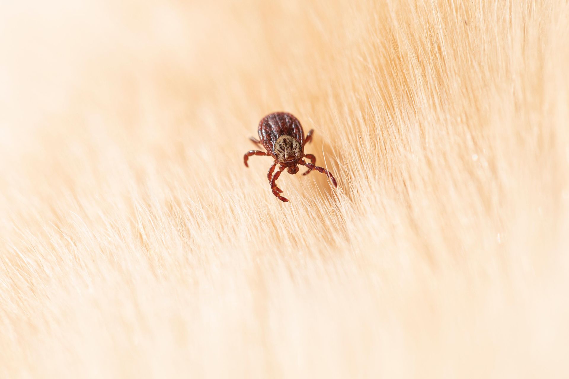 A dark brown tick crawling on light-colored animal fur.