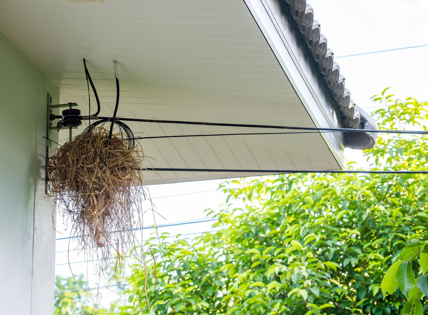 A bird's nest made of dry twigs hangs from electrical service wires attached to the side of a white house.