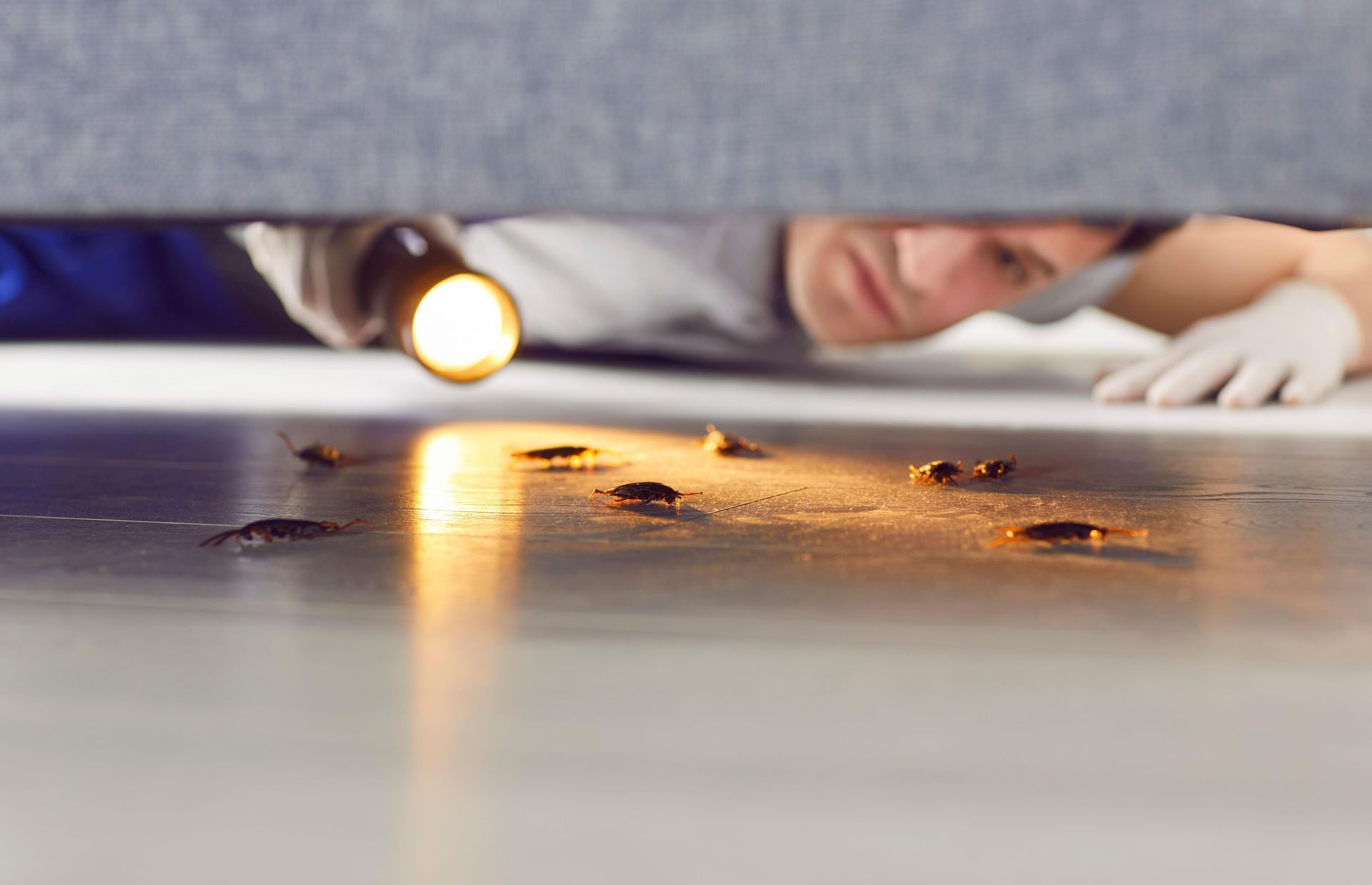 A person wearing gloves uses a flashlight to inspect a group of cockroaches on the floor beneath furniture.