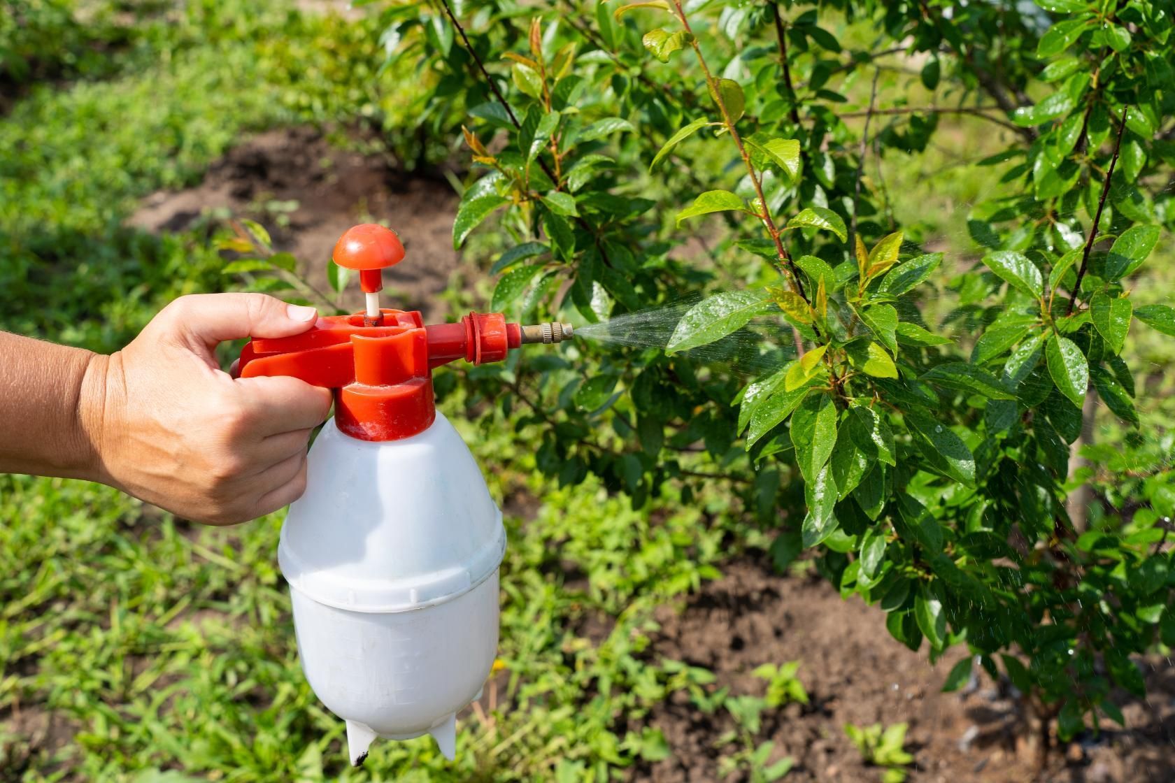 A hand holding a white and red pressure sprayer, misting water onto green garden leaves outdoors.