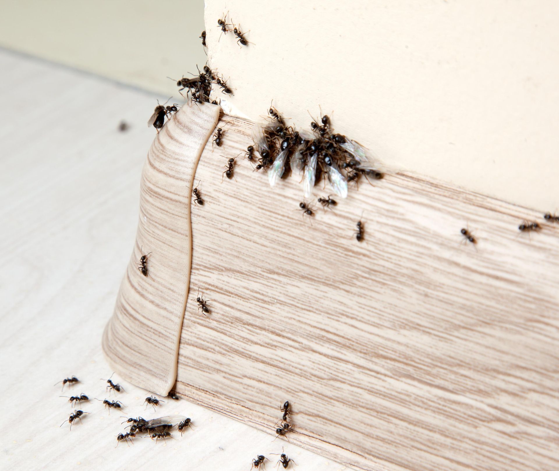 A line of black ants crawling along a wood-grain baseboard and wall, with some ants exhibiting visible wings.