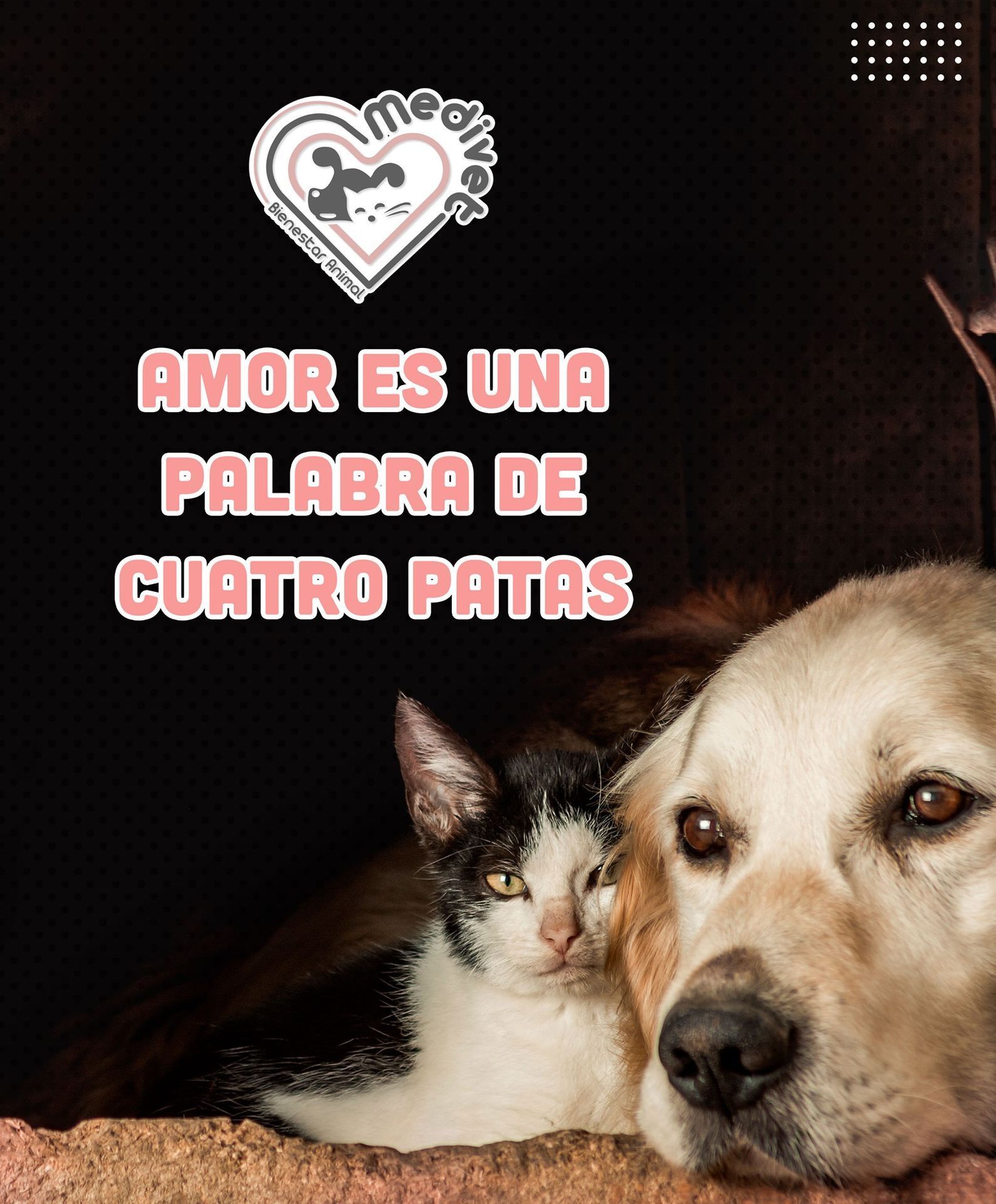 Perro de color claro con una cadena de plata, tumbado, mirando hacia un lado, sobre un fondo negro.