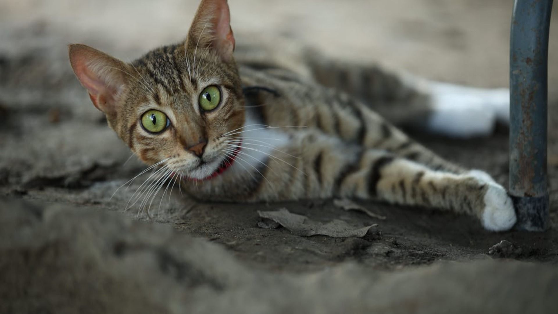 Gato atigrado marrón claro con ojos verdes y marcas blancas, descansando sobre una superficie arenosa cerca de un poste metálico.