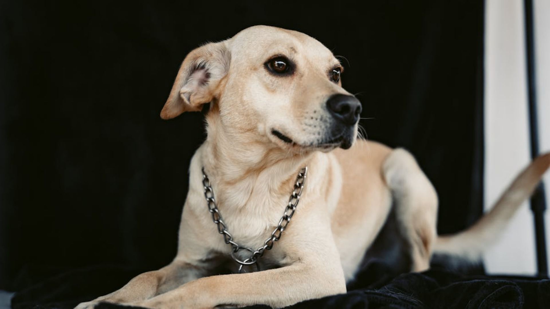 Perro de color claro con una cadena de plata, tumbado, mirando hacia un lado, sobre un fondo negro.