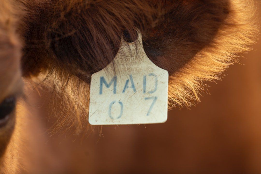 A close up of a cow 's ear with a tag on it.