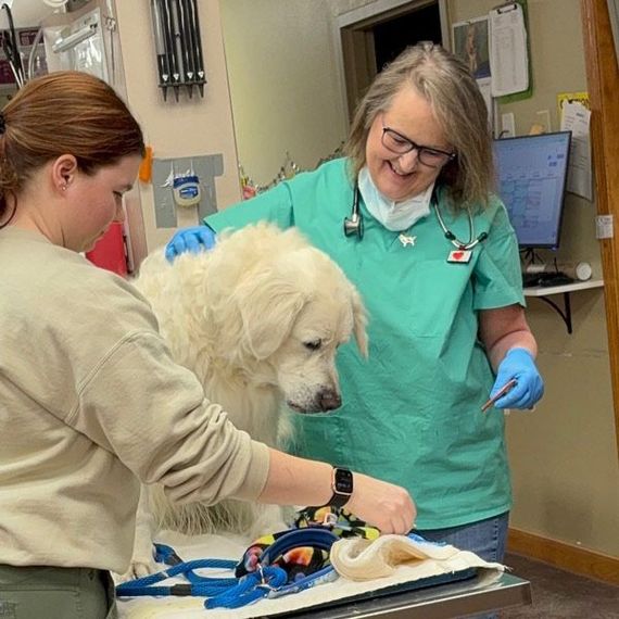 A woman in a green scrub is examining a white dog