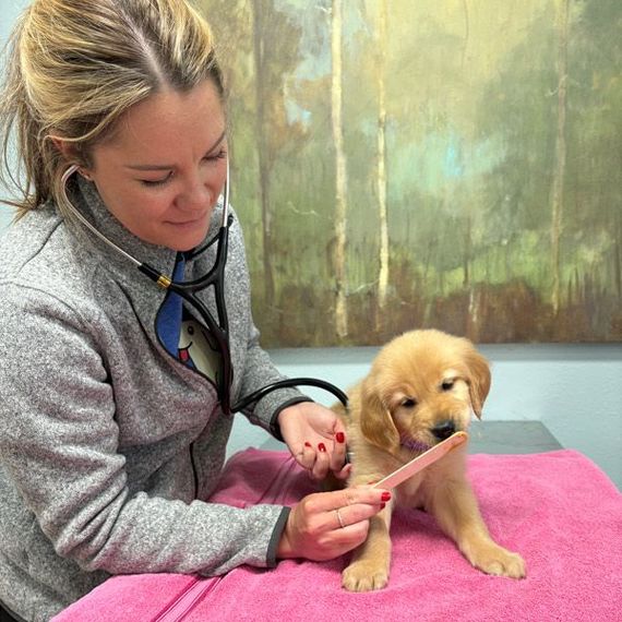 A woman is examining a puppy with a stethoscope