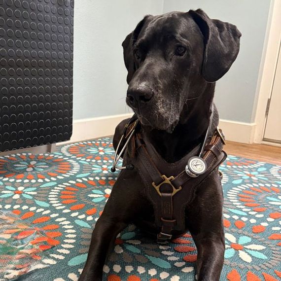 A black dog with a stethoscope around its neck