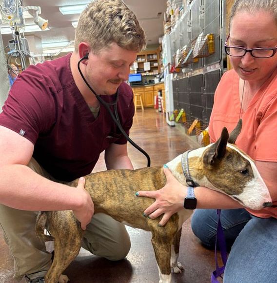 A man and a woman are examining a dog with a stethoscope