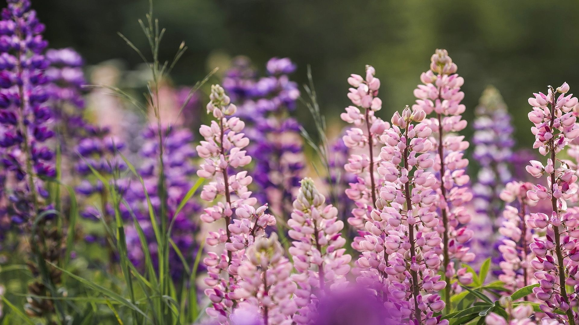 A field of pink and purple flowers growing in the grass.