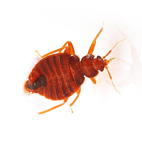 Don't Let The Bed Bugs Bite! Get In Touch With Superb Pest Control