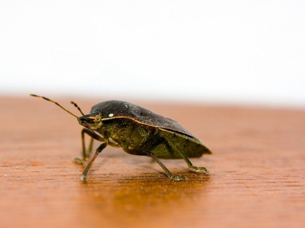 Bed Bug Extermination