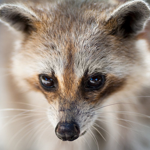 Keep Raccoons Out of Your Home