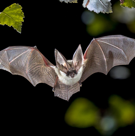 Keep Bats Outside Where They Belong