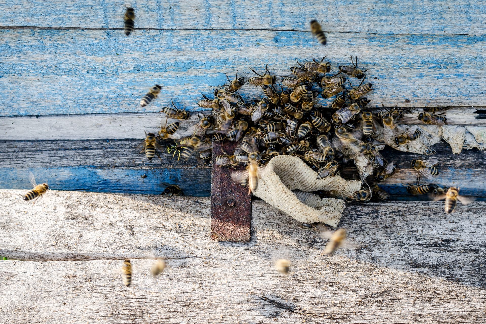 beehive removal