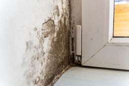 Mold and moisture damage on a wall and windowsill beside a white window frame