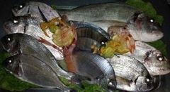 Specialità pesce Latina