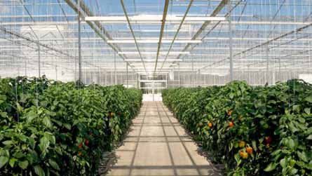Agricultural greenhouse — Electrical services in Buffalo, MN