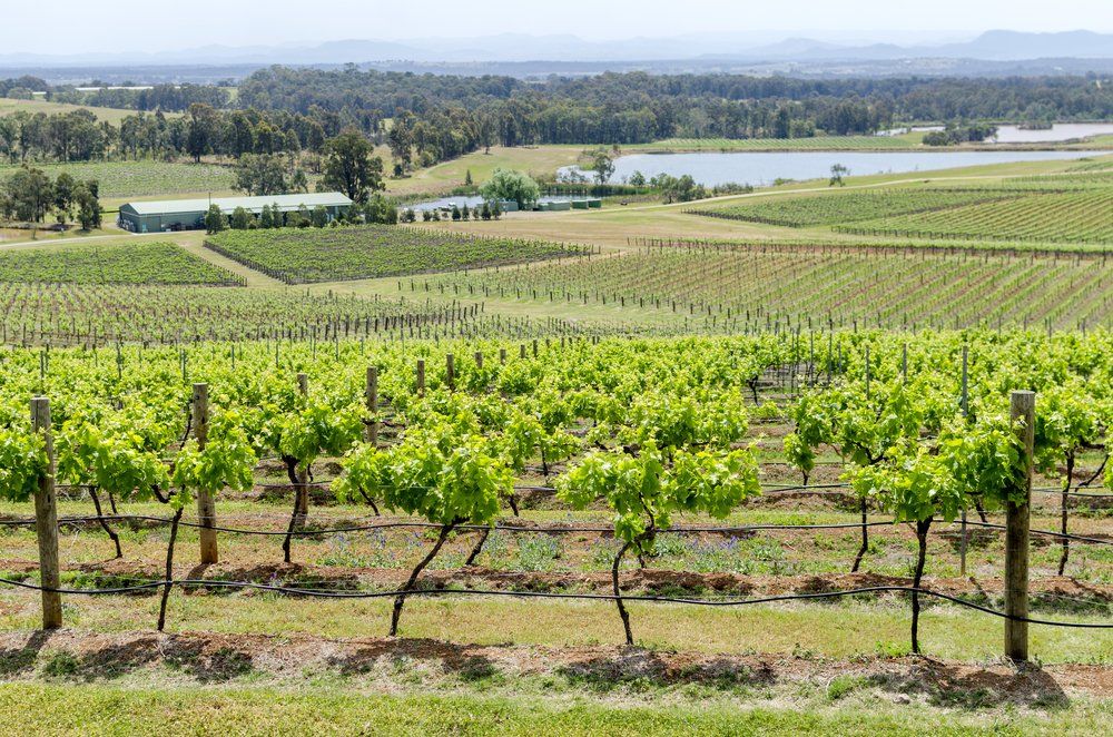 Beautiful View of Vineyard — Transport in Hunter Valley, NSW