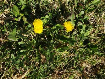 Common Dandelion (P) - weeds in Glendale, AZ