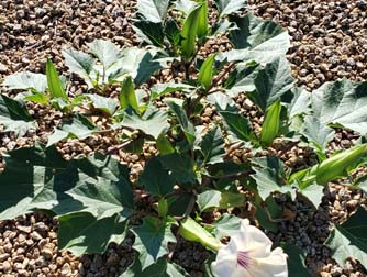 Desert Thorn-Apple (A) - weeds in Glendale, AZ