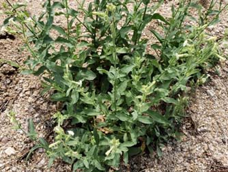Desert Tobacco (A,P) - weeds in Glendale, AZ