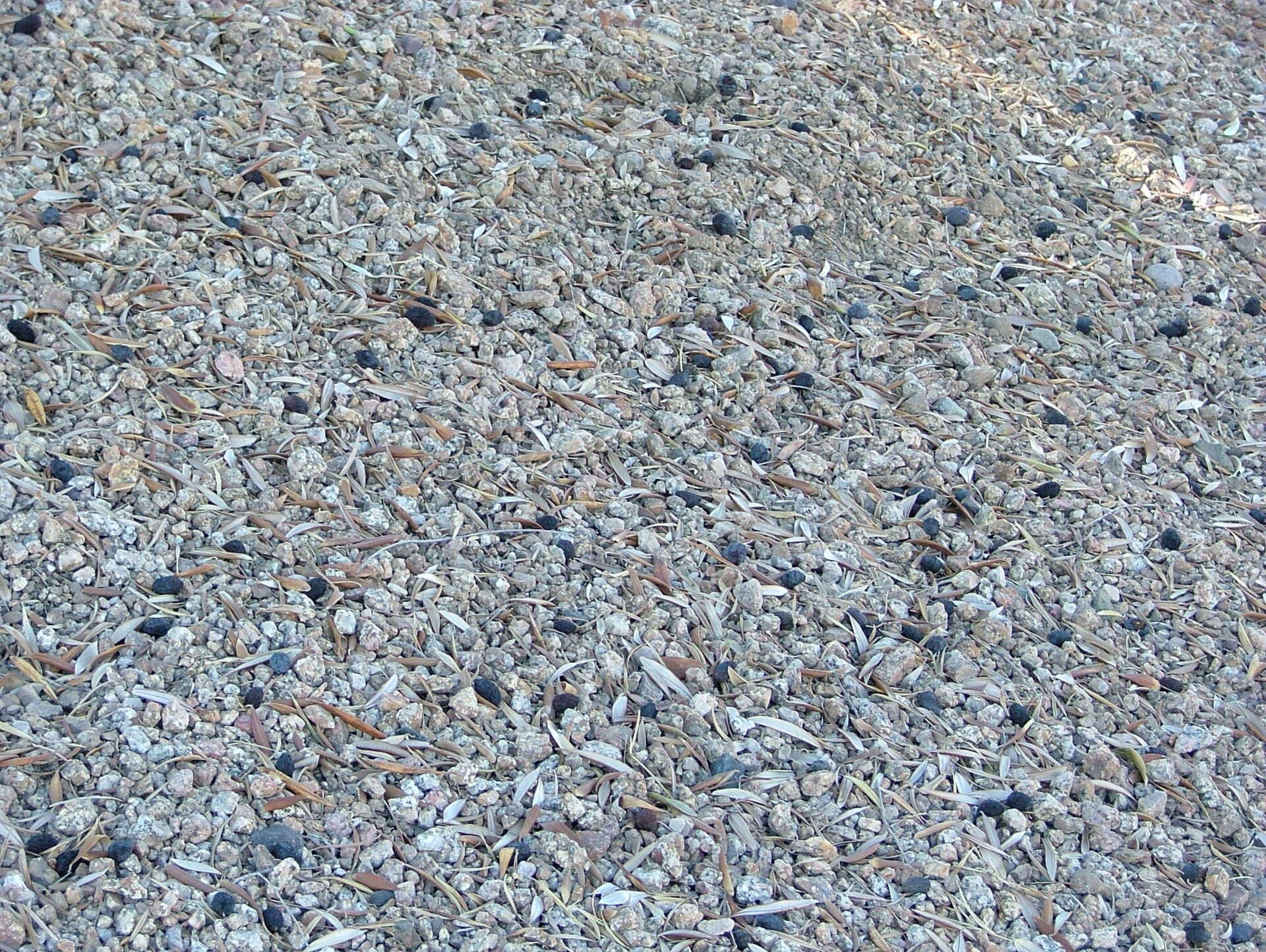 Gravelly ground covered with broken shells and small stones, light grays and tans.