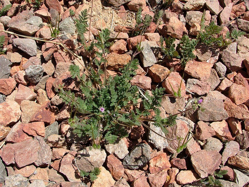 Green plant with small purple flowers among red and brown rocks.