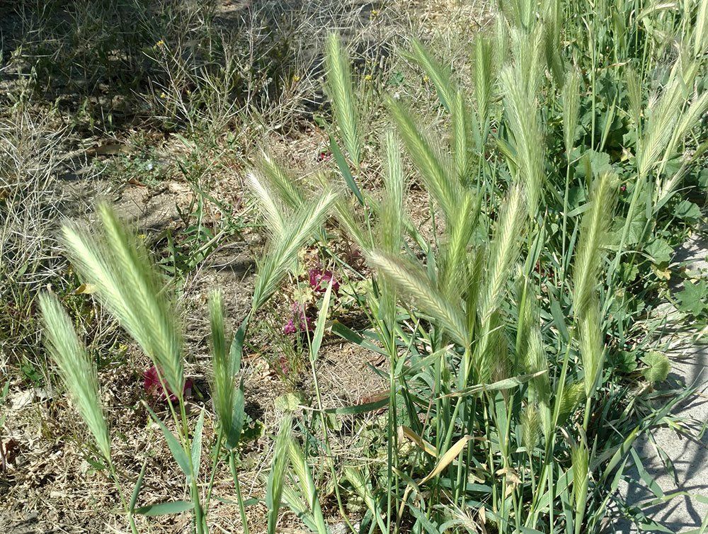 Green foxtail barley plants growing in a sunny outdoor setting.
