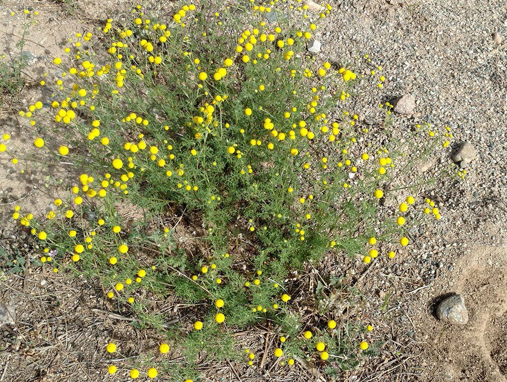 Bush with small yellow flowers, growing in sandy soil.