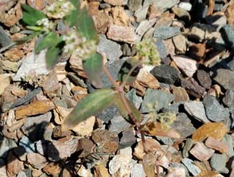 Graceful Spurge (A)  - weeds in Glendale, AZ