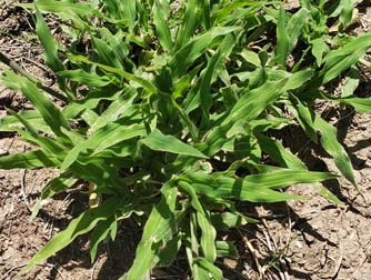 Liverseed Grass (A) - weeds in Glendale, AZ
