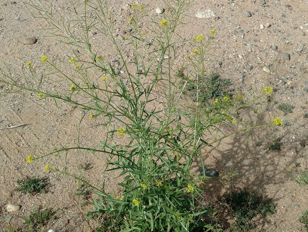 Green plant with small yellow flowers growing in sandy soil.