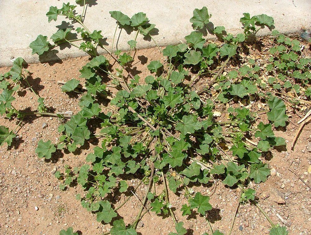 Green plant with rounded leaves growing in brown soil.