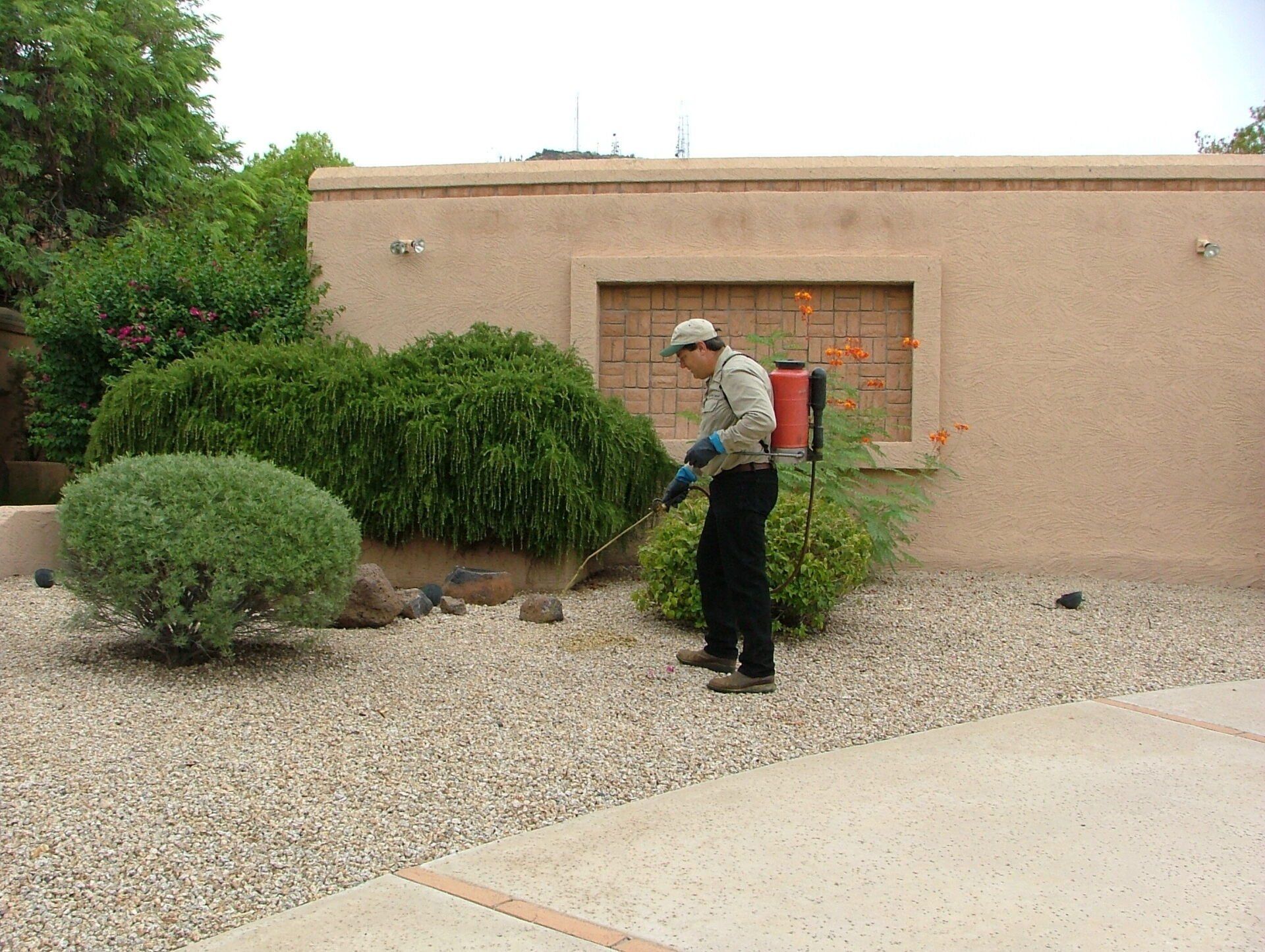 Weed Control Services Chandler, AZ — Removing a Weed in Chandler, AZ