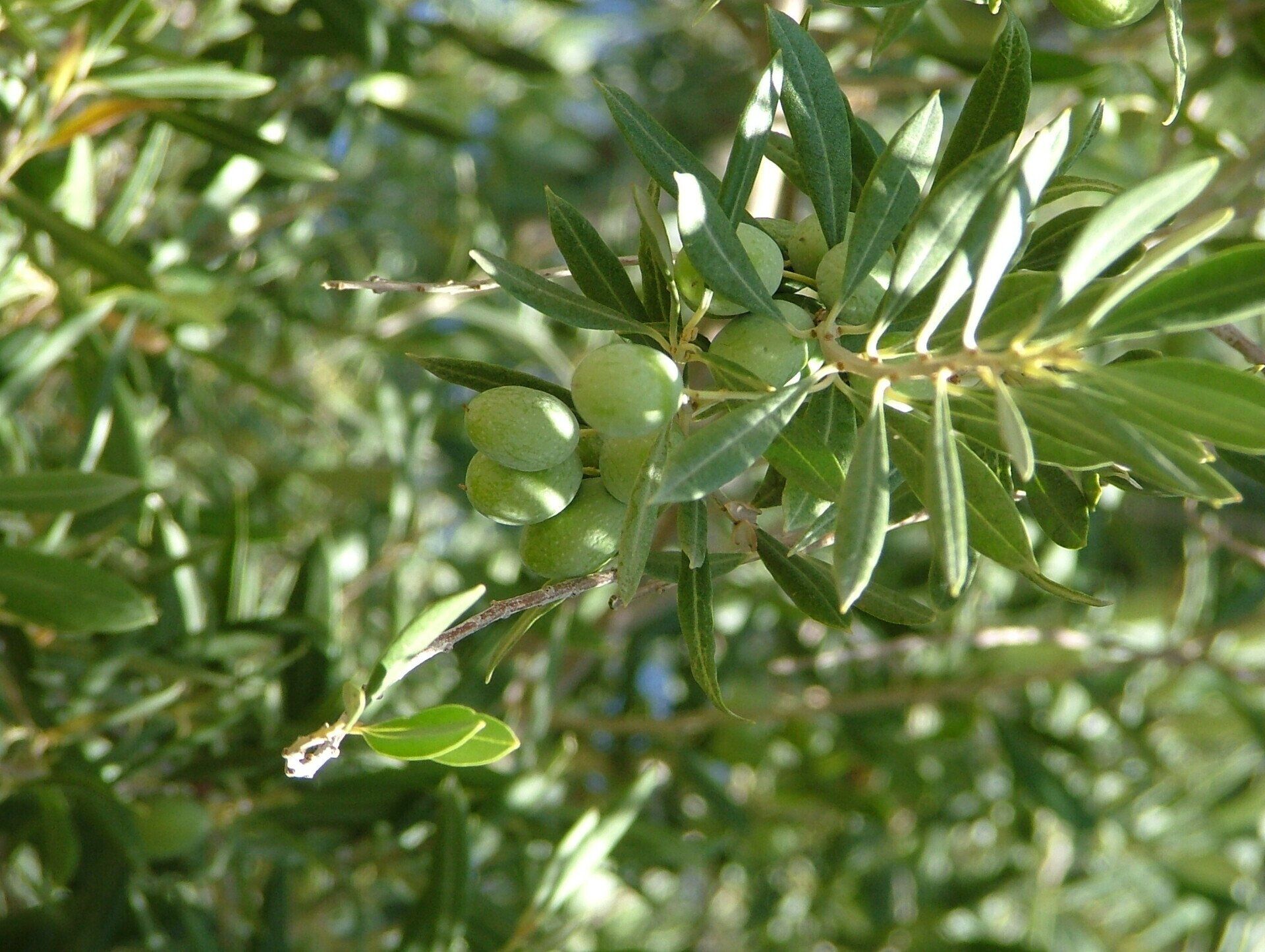 Olive tree branch with green olives and leaves.