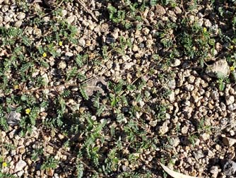 Puncture Vine (Goat Head) (A) - weeds in Glendale, AZ