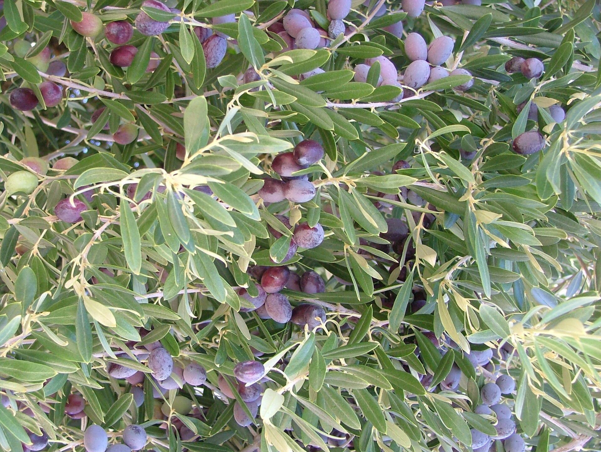 Olive tree with ripe, dark purple olives and green leaves.