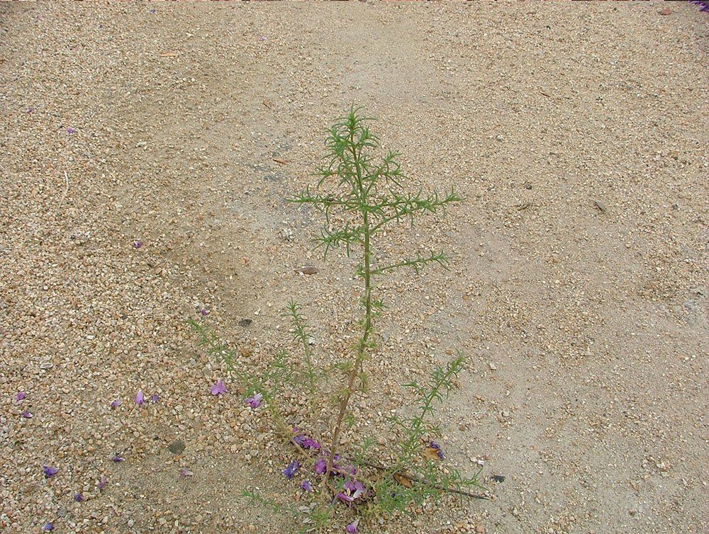 Spiny Sow Thistle (A)