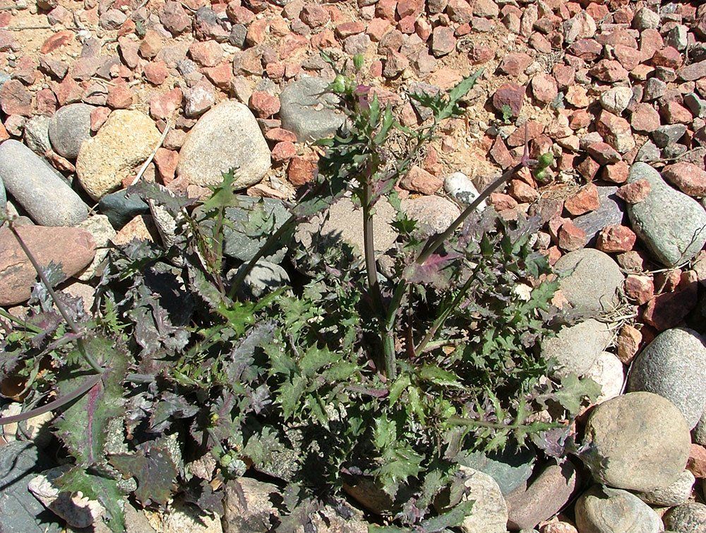 A leafy green weed with purple-tinged leaves grows amongst red and gray river rocks.