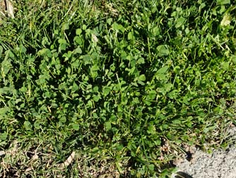 Bur Clover (A) - weeds in Glendale, AZ